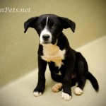 Georgia Political News for April 24, 2012