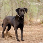 Adoptable Georgia Dogs for April 9, 2013
