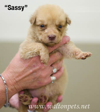 WaltonSassy copy