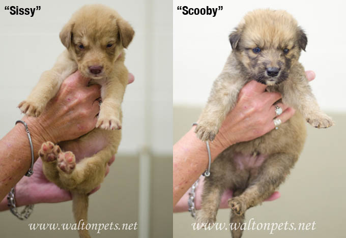 WaltonSissyScooby