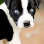 Georgia Political News for April 18, 2012