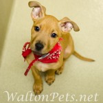 Adoptable Georgia Dogs for April 19, 2013