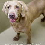 Adoptable Georgia Dogs for July 9, 2013