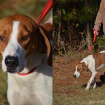 Georgia adoptable dogs for May 8, 2013