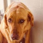 Georgia Political News for March 19, 2012