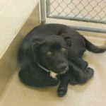 Georgia Political News for April 12, 2012