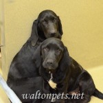 Georgia Political News for March 7, 2012