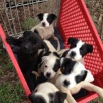 Georgia Political News for March 13, 2012