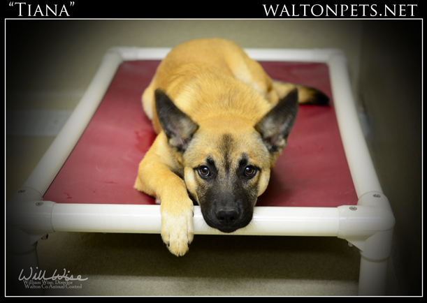 20120447Tiana1web