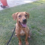 Adoptable Georgia Dogs for August 19, 2013