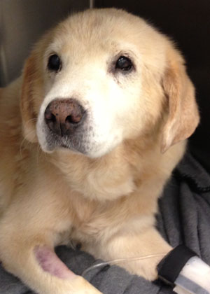 Adopt A Golden Scotty
