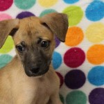 Adoptable Georgia dogs for August 20, 2013
