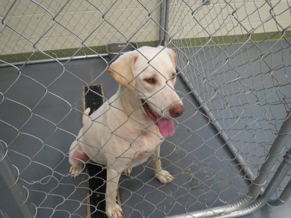 Barrow County Lab
