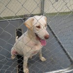 Adoptable Georgia Dogs for August 8, 2013