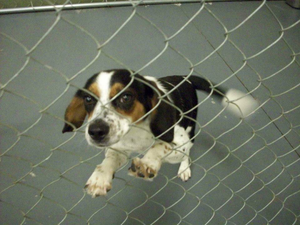 Barrow Female Beagle