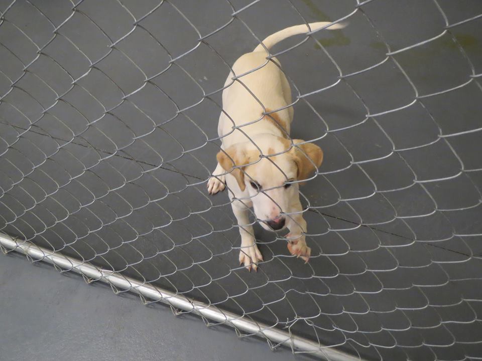 Barrow Hound Puppy Aug8