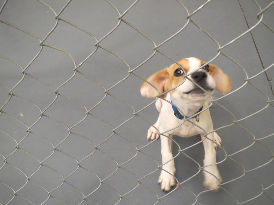 Barrow Puppy 2 Aug8