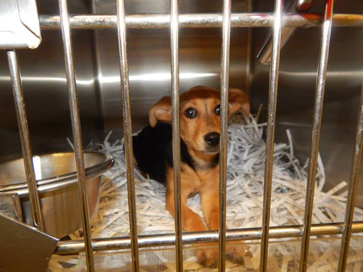Barrow Puppy1