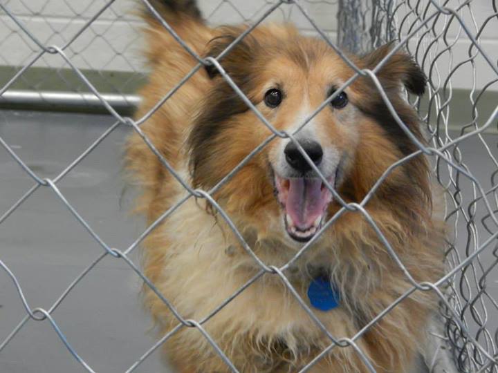 Barrow Sheltie