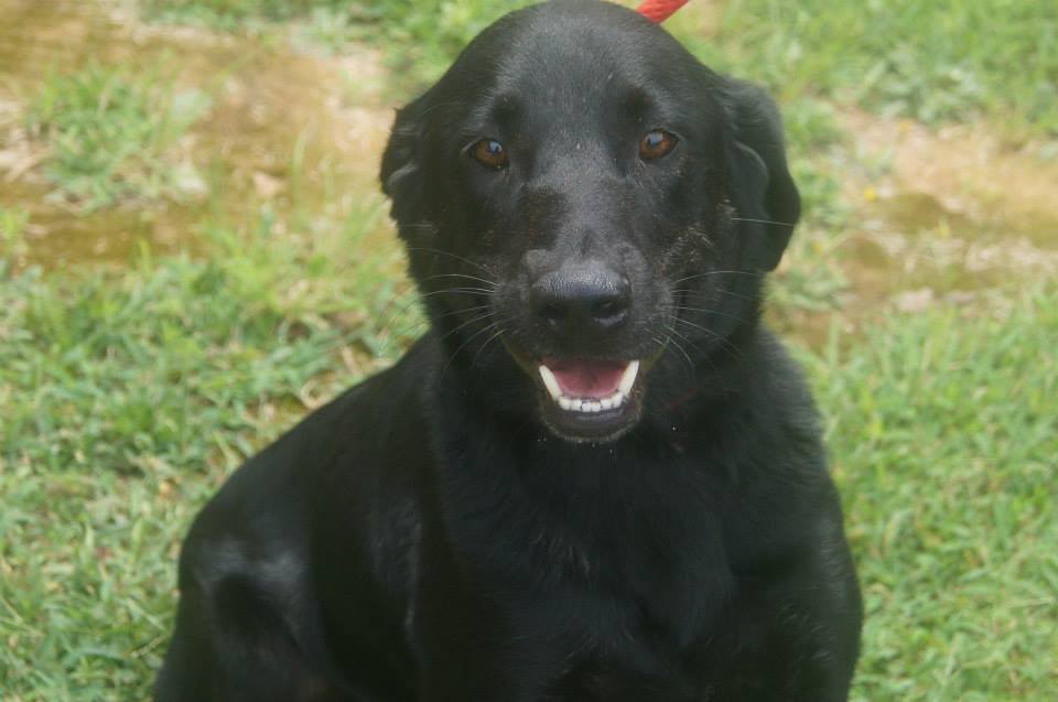 Black Lab Barrow