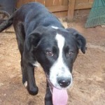 Adoptable Georgia Dogs for May 28, 2013