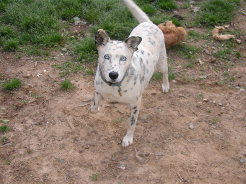 Delilah