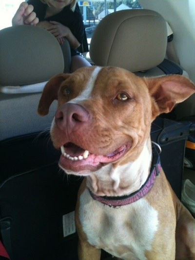 Dixie Journey