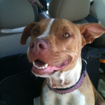 Adoptable Georgia Dogs for August 21, 2013