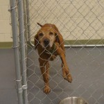 Adoptable Georgia Dogs for August 13, 2013