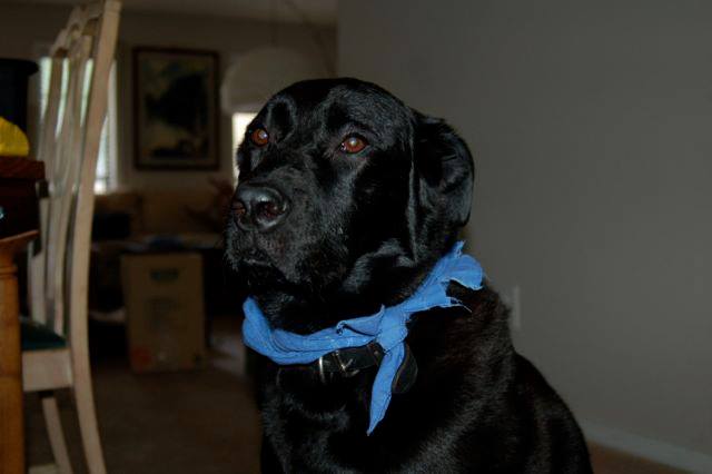 ForgottenPaws Lola