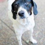 Adoptable Georgia Dogs for August 12, 2013