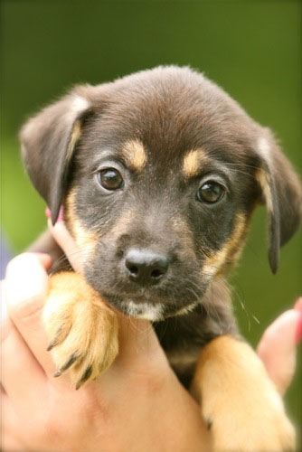 Gladys Pup