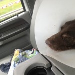 Madison’s Freedom Ride: thanks to the readers of GaPundit!
