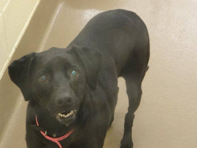 Gwinnett Black Lab