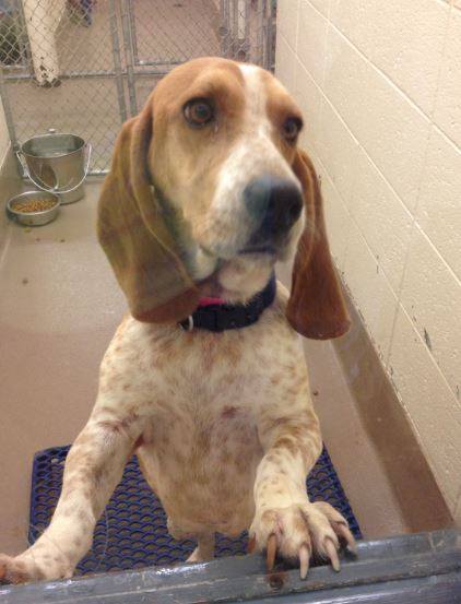 Gwinnett County Bassett Hound