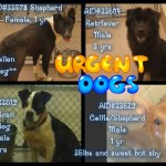Georgia Adoptable Dogs for August 7, 2013