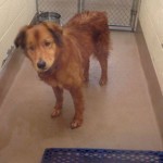 Adoptable Georgia Dogs for August 5, 2013