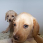 Adoptable Georgia Dogs for August 26, 2013