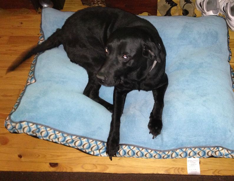 Marietta Black Lab