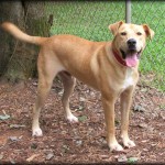 Adoptable Dogs for August 15, 2013