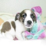 Adoptable Dogs for February 21, 2013