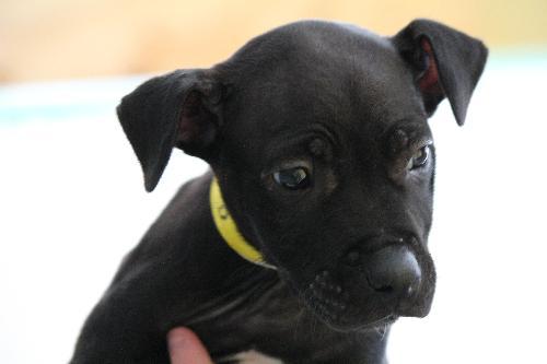 Peter Puppy