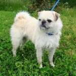 Adoptable Georgia Dogs for August 27, 2013