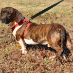 Adoptable Georgia Dogs from the Dolly Goodpuppy Society in Barnesville