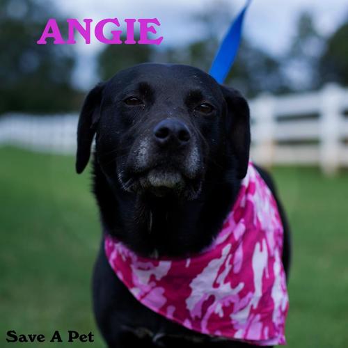 Save A Pet Angie