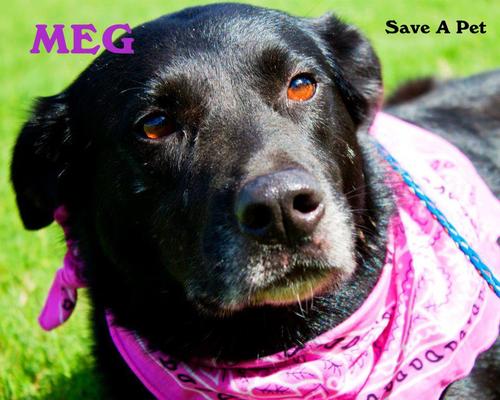 Save A Pet Meg