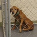 Adoptable Georgia Dogs for August 16, 2013