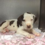 Adoptable Dogs for August 1, 2013