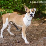 Adoptable Georgia Dogs for August 28, 2013