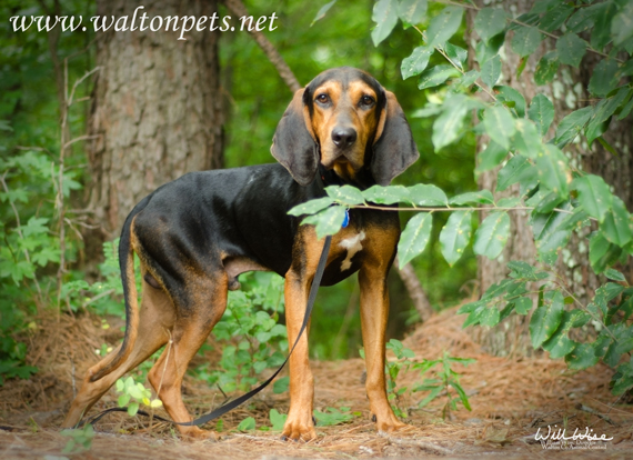 Walton Duke